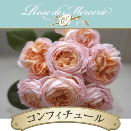 送料無料　コンフィチュール　新苗4号鉢　　鉢植え バラ 薔薇 河本バラ園 ローズ ドゥ メルスリー