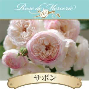 送料無料　サボン　新苗4号鉢　　鉢植え バラ 薔薇 河本バラ園 ローズ ドゥ メルスリー