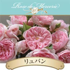 ラベル付き　河本バラ園 パニエ 8号鉢 ローズドゥメルスリー バラ新苗 パニエ 4号 河本バラ園 河本麻記子さん ローズ・ドゥ