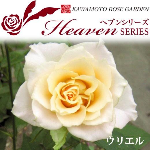 送料無料　ウリエル　新苗4号鉢　　鉢植え バラ 薔薇 河本バラ園 ローズ ヘブンシリーズ