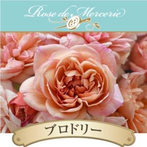 送料無料 ジャズ 6号鉢大苗予約 鉢植え バラ 薔薇 ロサ オリエンティス