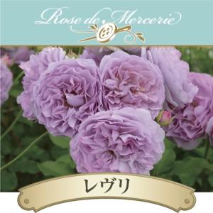 送料無料　レヴリ　6号鉢　春開花株　　鉢植え バラ 薔薇 河本バラ園 大苗 開花苗 レブリ