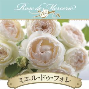 バラ苗　　希少海外種　8号鉢大苗 パルミラ（バラ苗：ロサ・オリエンティス） 大苗予約 7号鉢植え 《種苗