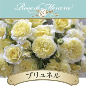 送料無料 パニエ 新苗4号鉢 鉢植え バラ 薔薇 河本バラ園 ローズ ドゥ
