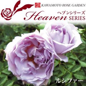 送料無料　ルシファー　新苗4号鉢　　鉢植え バラ 薔薇 河本バラ園 ローズ ヘブンシリーズ