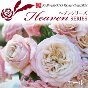送料無料 タルト アブリコ 新苗4号鉢 鉢植え バラ 薔薇 河本バラ園