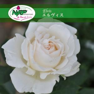送料無料 パルミラ 6号鉢大苗予約 鉢植え バラ 薔薇 ロサ オリエン