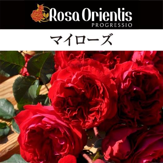 送料無料　マイローズ6号鉢大苗予約　　鉢植え バラ 薔薇 ロサ オリエンティス 大苗