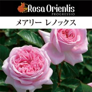 送料無料 レディ エマ ハミルトン 7号鉢大苗予約 鉢植え バラ 薔薇
