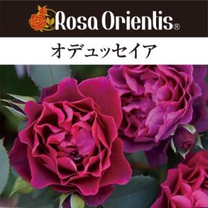 送料無料 ダフネ 新苗4号鉢 鉢植え バラ 薔薇 ロサ オリエンティス