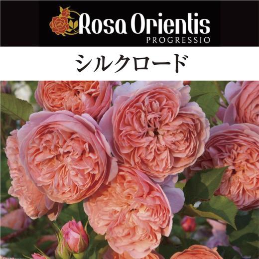 送料無料　シルクロード6号鉢大苗予約　　鉢植え バラ 薔薇 ロサ オリエンティス 大苗 6号鉢