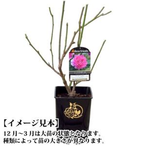送料無料 シルクロード6号鉢大苗予約 鉢植え ...の詳細画像2