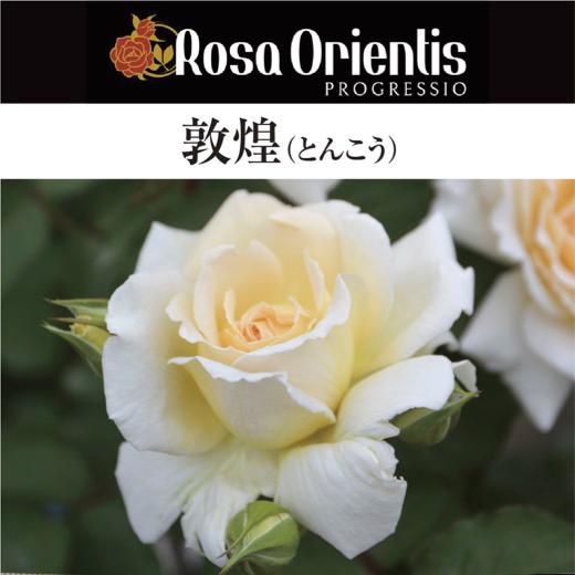 送料無料　敦煌（とんこう）6号鉢大苗予約　　鉢植え バラ 薔薇 ロサ オリエンティス 大苗 6号鉢