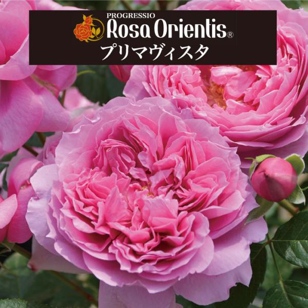 送料無料　プリマヴィスタ6号鉢大苗予約　　鉢植え バラ 薔薇 ロサ オリエンティス 大苗  プリマビ...