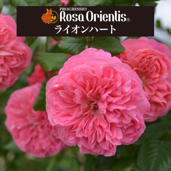 送料無料　ライオンハート6号鉢大苗予約　　鉢植え バラ 薔薇 ロサ オリエンティス 大苗