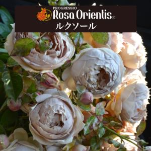 ルクソール（バラ苗：ロサ・オリエンティス） 大苗予約 7号鉢植え