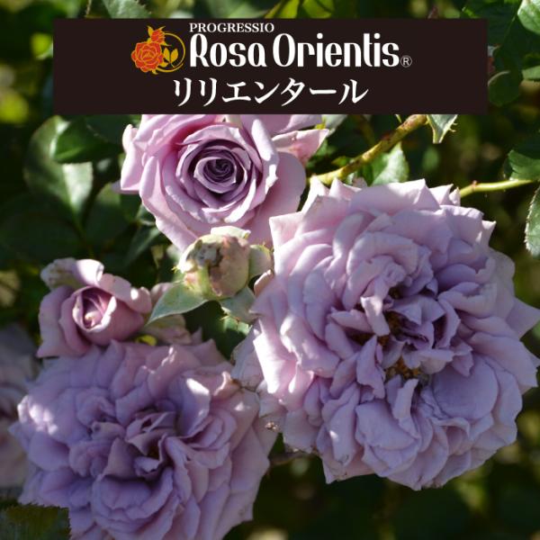 送料無料　リリエンタール6号鉢大苗予約　　鉢植え バラ 薔薇 ロサ オリエンティス 大苗