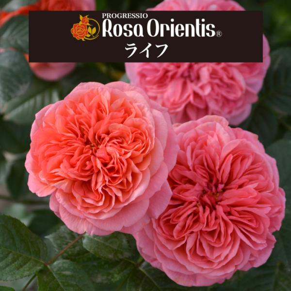 送料無料　ライフ6号鉢大苗予約　　鉢植え バラ 薔薇 ロサ オリエンティス 大苗