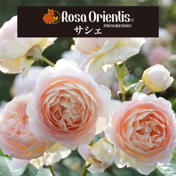 送料無料　サシェ　6号鉢大苗予約　　鉢植え バラ 薔薇 ロサ オリエンティス 大苗