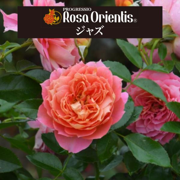 送料無料　ジャズ　6号鉢大苗予約　　鉢植え バラ 薔薇 ロサ オリエンティス 大苗