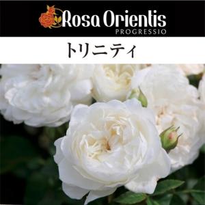 送料無料 パルミラ 6号鉢大苗予約 鉢植え バラ 薔薇 ロサ オリエン