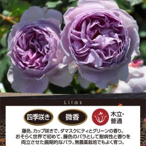 送料無料 リラ 6号鉢 秋開花株 鉢植え バラ...の詳細画像1
