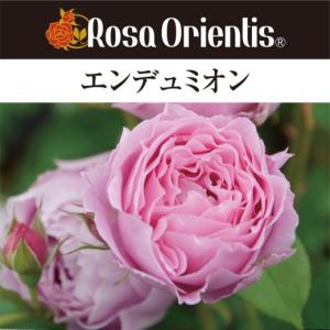 送料無料　エンデュミオン　新苗4号鉢　　鉢植え バラ 薔薇 ロサ オリエンティス｜sakuranbo-honpo