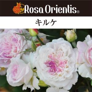 送料無料　キルケ　新苗4号鉢　　鉢植え バラ 薔薇 ロサ オリエンティス｜sakuranbo-honpo