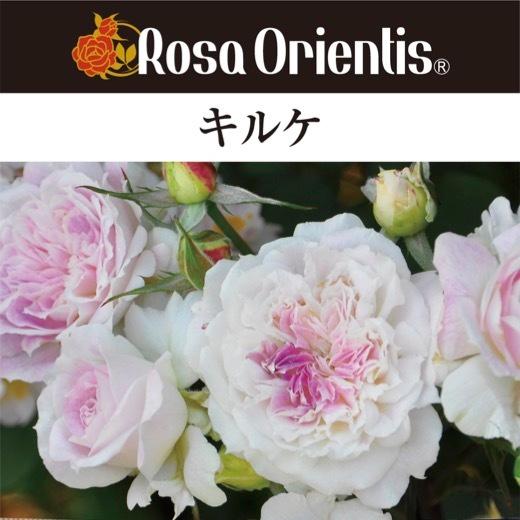 送料無料　キルケ　新苗4号鉢　　鉢植え バラ 薔薇 ロサ オリエンティス