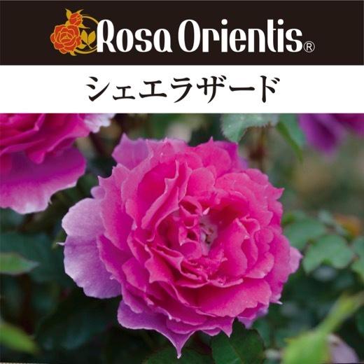 送料無料　シェエラザード　6号鉢　春開花株　　鉢植え バラ 薔薇 ロサ オリエンティス 大苗 開花苗