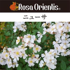 送料無料　ニューサ　6号鉢　秋開花株　　鉢植え バラ 薔薇 ロサ オリエンティス 大苗 開花苗