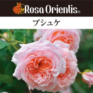 送料無料 ルクソール6号鉢大苗予約 鉢植え バラ 薔薇 ロサ オリエン