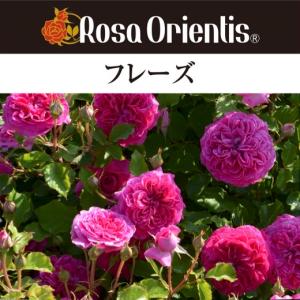 送料無料　フレーズ　新苗4号鉢　　鉢植え バラ 薔薇 ロサ オリエンティス｜sakuranbo-honpo