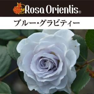 ポルト・ブルー（バラ苗：ロサ・オリエンティス） 大苗予約 7号鉢植え