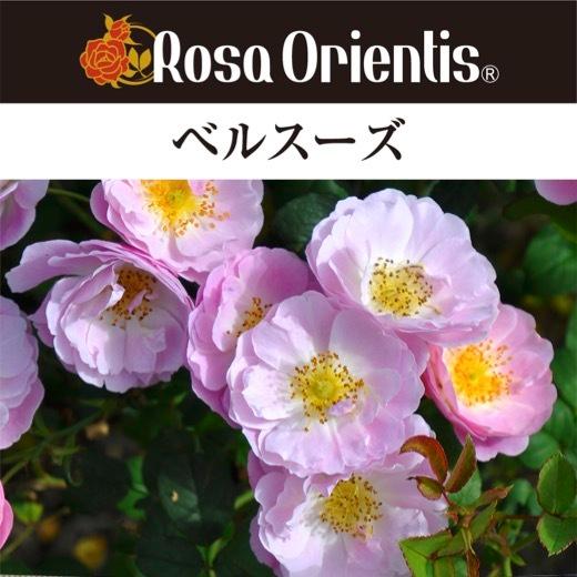 送料無料　ベルスーズ　新苗4号鉢　　鉢植え バラ 薔薇 ロサ オリエンティス
