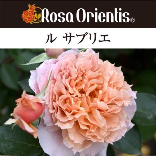 送料無料　ル サブリエ　新苗4号鉢　　鉢植え バラ 薔薇 ロサ オリエンティス ルサブリエ