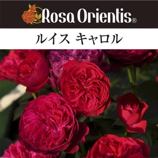 送料無料　ルイス キャロル　新苗4号鉢　　鉢植え バラ 薔薇 ロサ オリエンティス ルイスキャロル