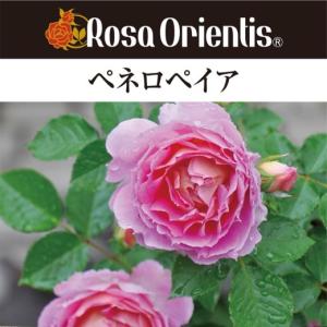 送料無料　ペネロペイア　6号鉢　春開花株　　鉢植え バラ 薔薇 ロサ オリエンティス 大苗 開花苗｜sakuranbo-honpo