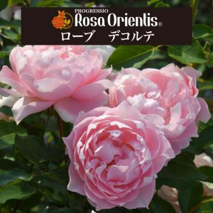 送料無料 マイローズ6号鉢大苗予約 鉢植え バラ 薔薇 ロサ オリエン