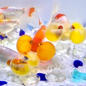 Sakuraさらさ 水泡眼 頂天眼 生体 Yahoo ショッピング