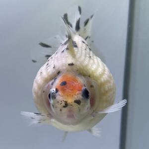 Sakuraさらさ キャリコピンポンパール パール鱗 Yahoo ショッピング