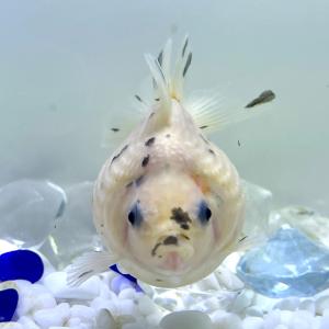 Sakuraさらさ キャリコピンポンパール パール鱗 Yahoo ショッピング