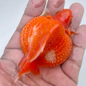 人気の贈り物が 金魚 ピンポンパール 外国産 ３匹 3 400円 Rc Carpet Com