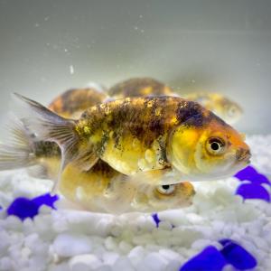 江戸錦の商品一覧 通販 Yahoo ショッピング