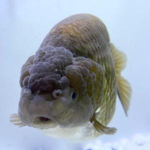 らんちゅう 水槽の商品一覧 通販 Yahoo ショッピング