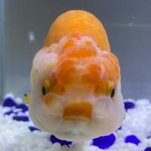 らんちゅう 水槽の商品一覧 通販 Yahoo ショッピング