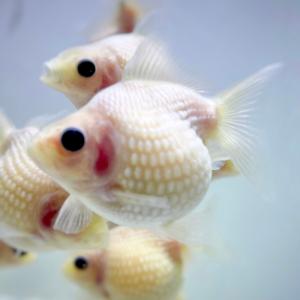 ピンポンパールの商品一覧 通販 Yahoo ショッピング