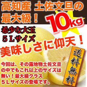 文旦  高知産 最大級　希少な大玉５Ｌサイズ１０kg  ２月頃より発送予定 沖縄本土と北海道は別途送料 全国の離島は発送不可｜sakuraseika