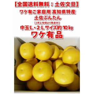 土佐文旦 本場高知産 中玉L・2L サイズ約1...の詳細画像1