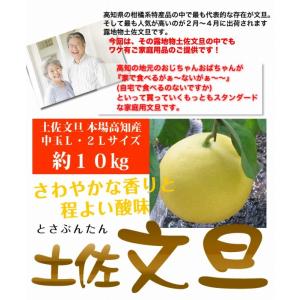 土佐文旦 本場高知産 中玉L・2L サイズ約1...の詳細画像2